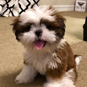 Meet your Posher, Courtney